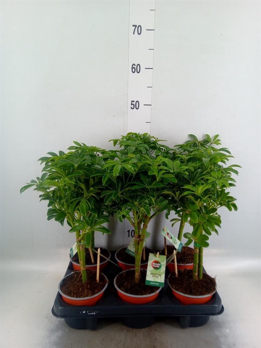 <h4>Schefflera arbor. 'Luseana'</h4>