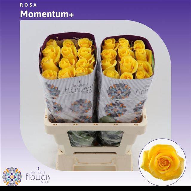 <h4>R Gr Momentum+</h4>