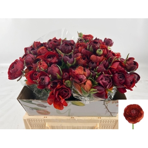 RAN PAULINE CHOCOLAT