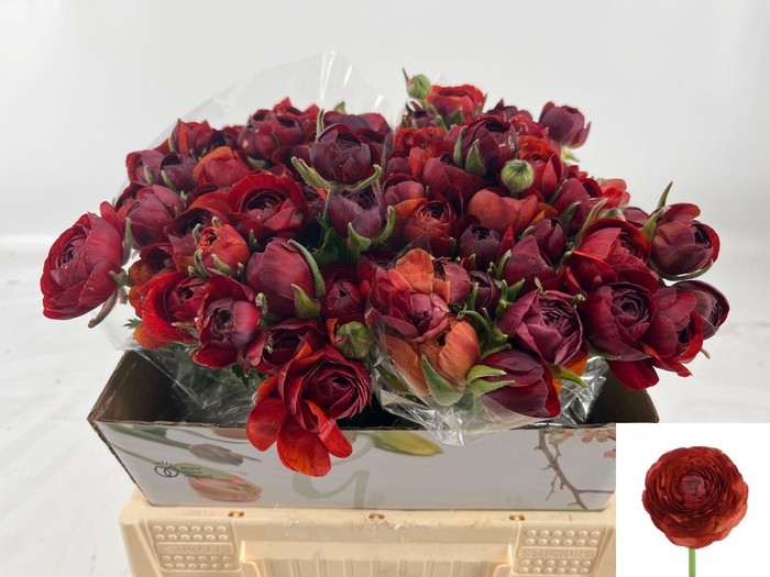 <h4>RAN PAULINE CHOCOLAT</h4>