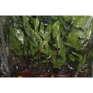PHILODENDRON SQUAMIFERUM P30