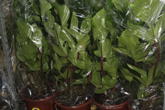 PHILODENDRON SQUAMIFERUM P30