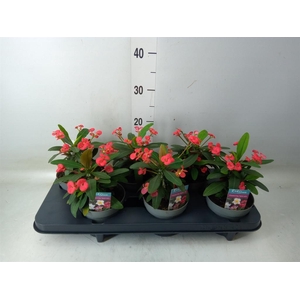 Euphorbia milii 'Maxi Olympia'