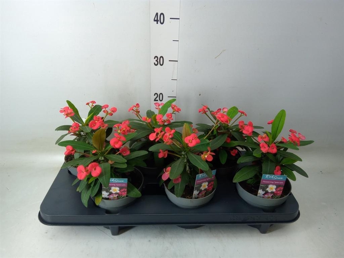 <h4>Euphorbia milii 'Maxi Olympia'</h4>