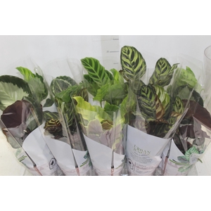 CALATHEA P12 VARIADO