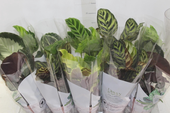 <h4>CALATHEA P12 VARIADO</h4>