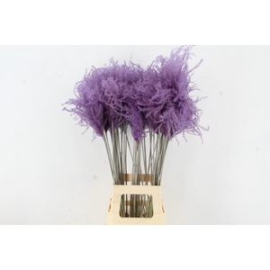 DF Miscanthus 90cm Milka