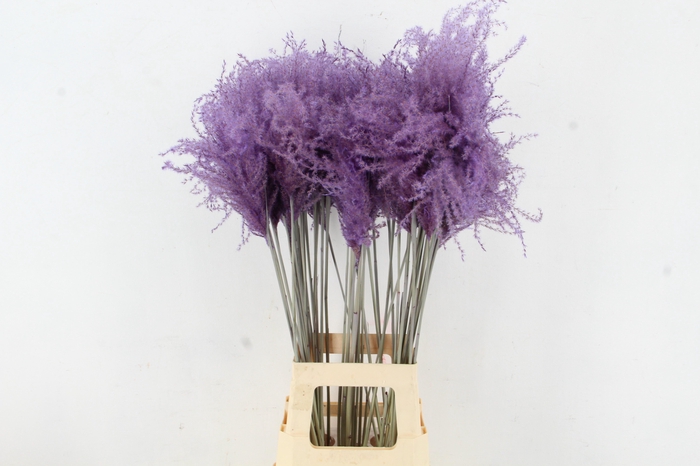 <h4>DF Miscanthus 90cm Milka</h4>