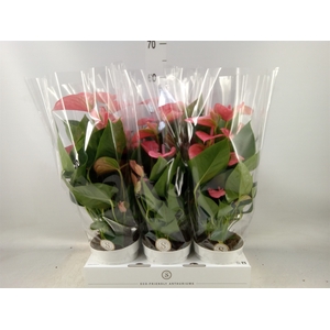 Anthurium andr. 'Pink Champion'
