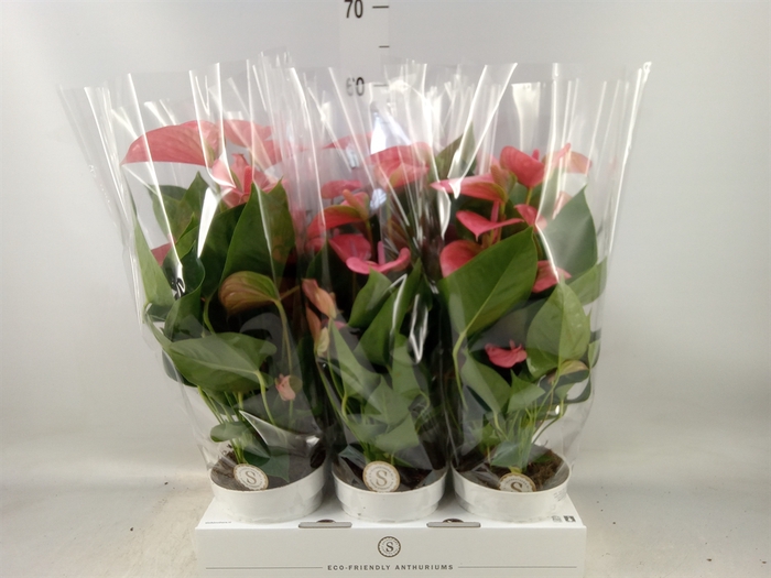 <h4>Anthurium andr. 'Pink Champion'</h4>