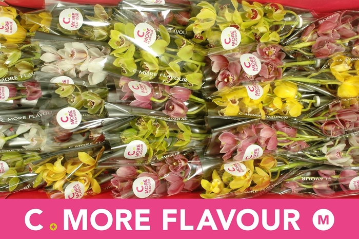 <h4>CYMB MI GEM</h4>