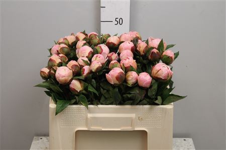 <h4>Paeo L Gardenia</h4>