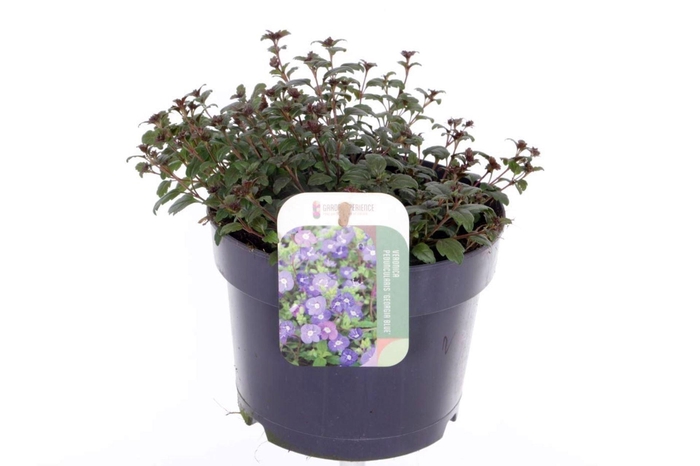 <h4>Veronica overig</h4>