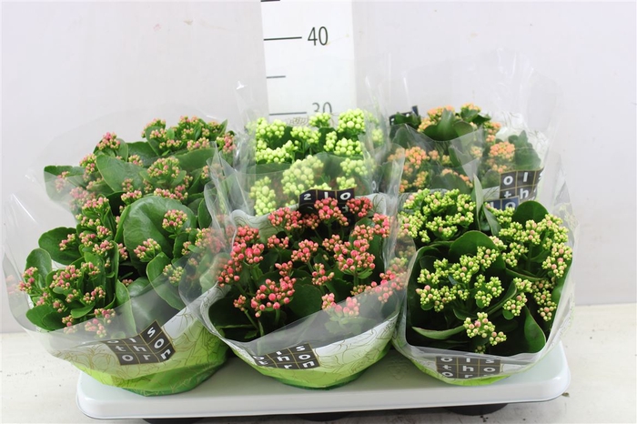 <h4>Kalanchoe Calandiva Mix</h4>