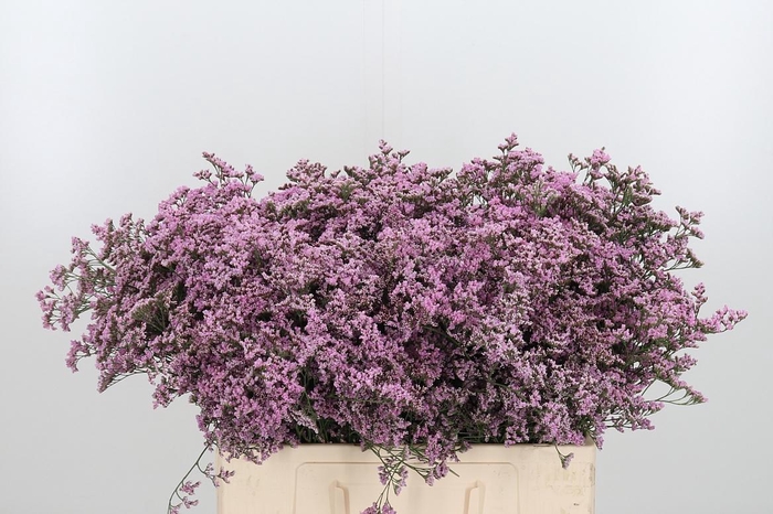 <h4>Lim Saf Oshi Pink</h4>