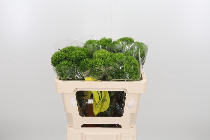 <h4>Di Barb Kiwi Mellow</h4>