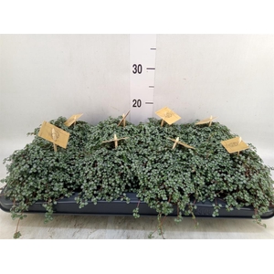 Pilea glaucophylla 'Greyzy'