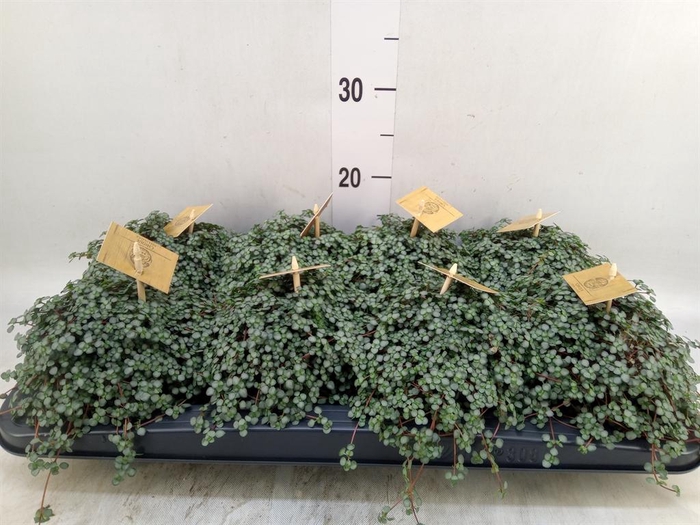 <h4>Pilea glaucophylla 'Greyzy'</h4>