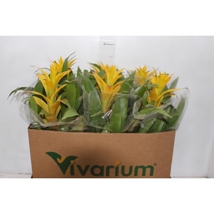 GUZMANIA AMARELA P14