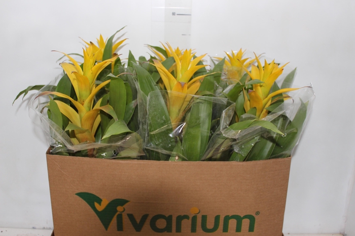 <h4>GUZMANIA AMARELA P14</h4>