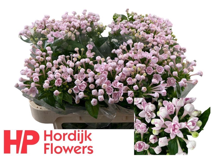 <h4>Bouvardia do princie improved</h4>