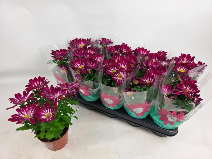 <h4>CHRYS SENSINA</h4>