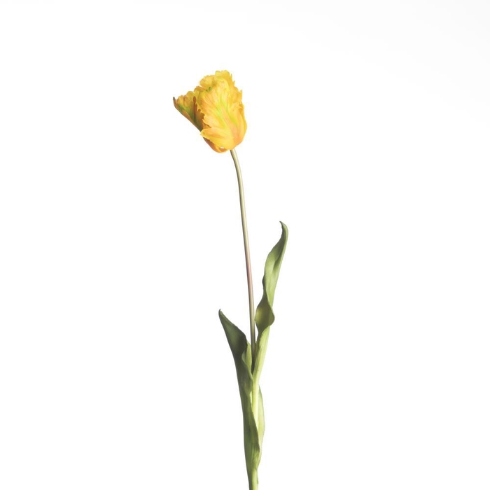 <h4>AF Tulip Parrot L60cm Yellow</h4>