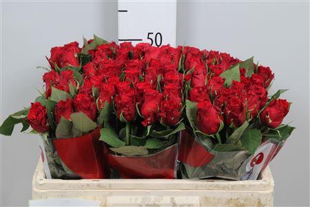 <h4>R Gr Red Torch</h4>