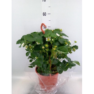 Fragaria ananassa 'Elsanta'