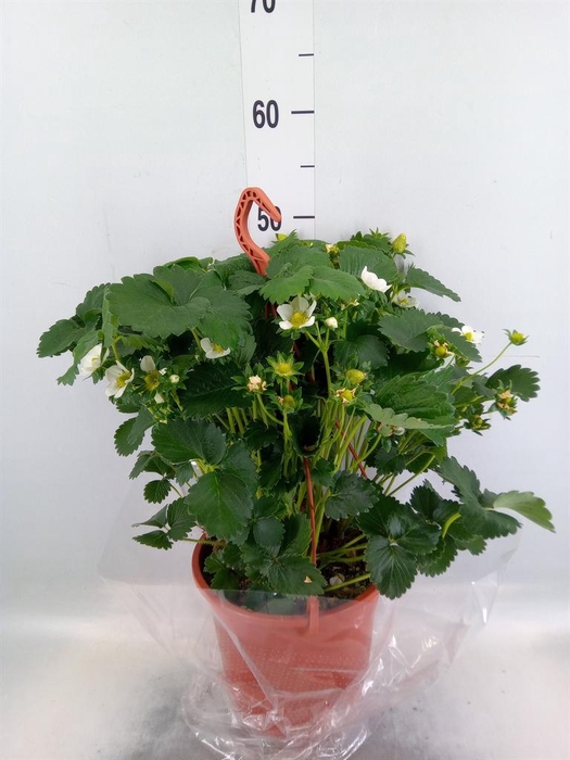 <h4>Fragaria ananassa 'Elsanta'</h4>