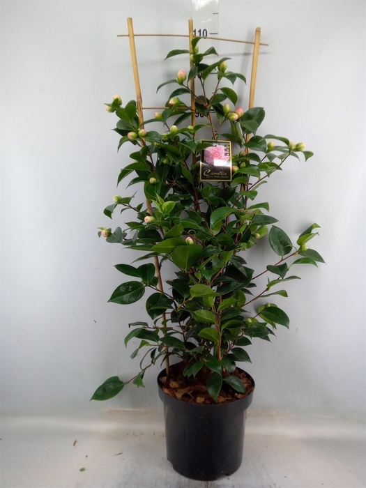 <h4>Camellia japonica</h4>