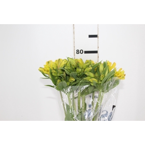 ALSTROEMERIA CARIBBEAN 080 CM