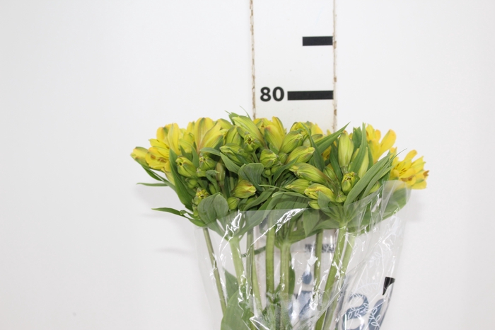 <h4>ALSTROEMERIA CARIBBEAN 080 CM</h4>