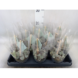 Ceropegia woodii 'Variegata'