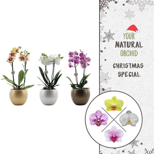 Christmas | 2 spike Flower Symphony mix | Lisa Deluxe