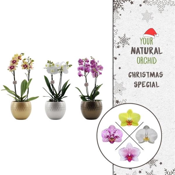 <h4>Christmas | 2 spike Flower Symphony mix | Lisa Deluxe</h4>