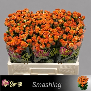 R TR SMASHING