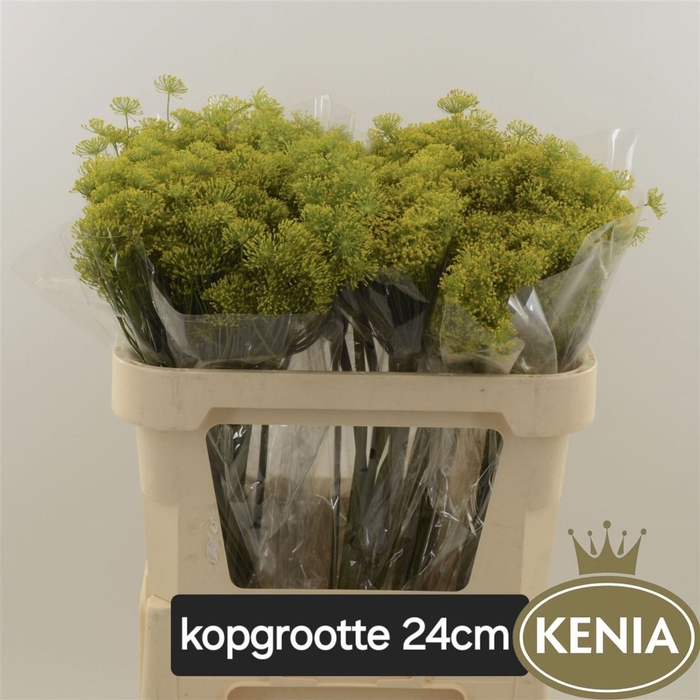 <h4>Anethum Graveolens</h4>