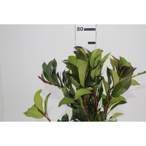 FOLH PHOTINIA VERDE