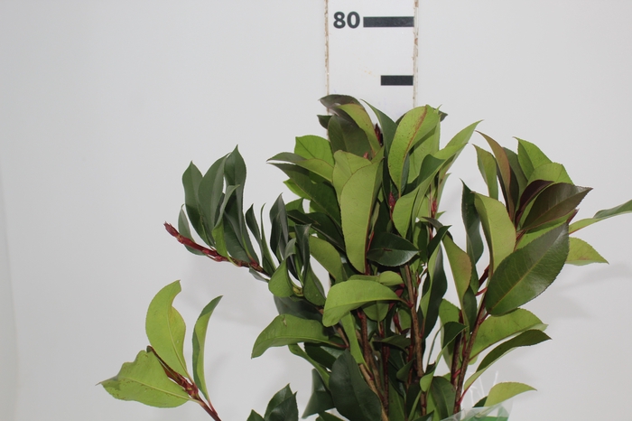 <h4>FOLH PHOTINIA VERDE</h4>