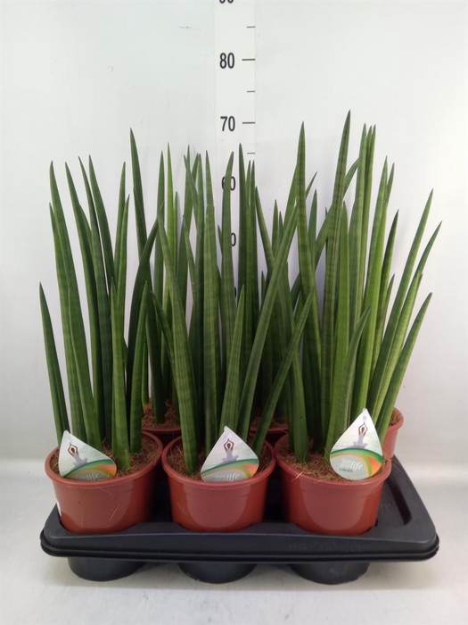 <h4>Sansevieria cyl.  ...</h4>