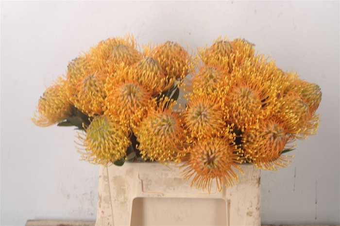 <h4>Leuco Hawaii Gold</h4>