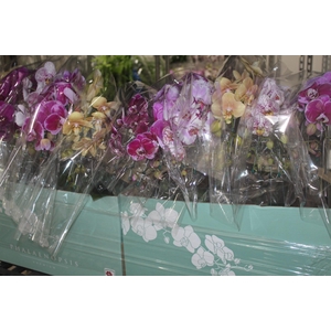 PHAL. CASC. ESP. 2 HT P15 2 HA MULT