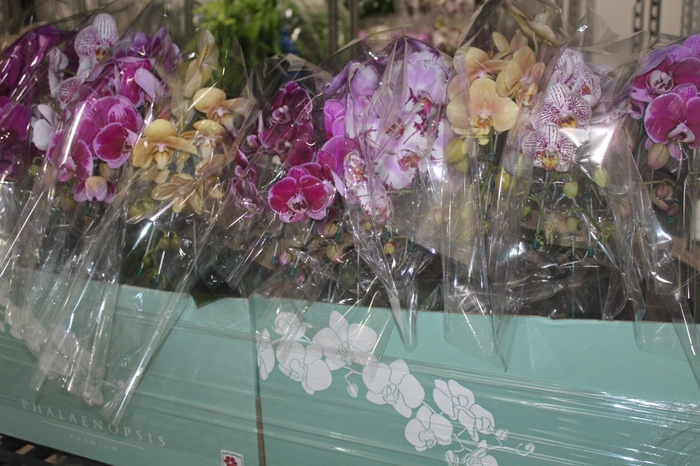 <h4>PHAL. CASC. ESP. 2 HT P15 2 HA MULT</h4>