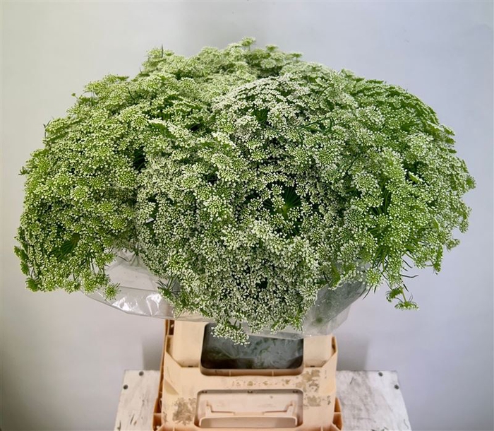 <h4>Ammi Visnaga</h4>