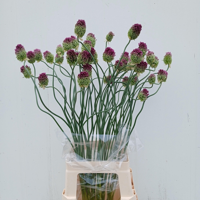 <h4>ALLIUM OV</h4>