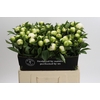 Paeonia Duchesse De Nemours