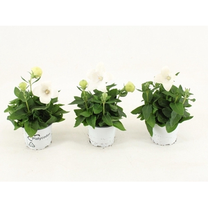 Platycodon grandiflorus Astra Whit
