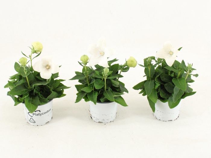 <h4>Platycodon grandiflorus Astra Whit</h4>