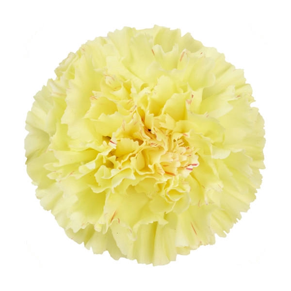 <h4>DI ST YELLOW</h4>